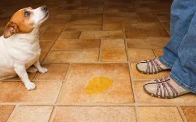 urinfläckar på golvet från hunden